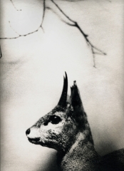 Biancuzzi - Animus - Tirage Lith