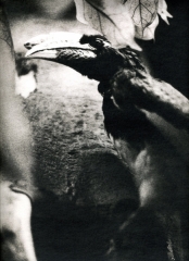 Biancuzzi - Animus - Tirage Lith