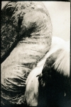 Biancuzzi - Animus - Tirage Lith