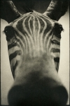Biancuzzi - Animus - Tirage Lith