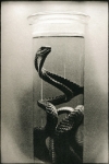 Biancuzzi - Animus - Tirage Lith