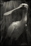 Biancuzzi - Animus - Tirage Lith