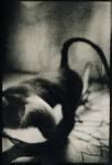 Biancuzzi - Animus - Tirage Lith