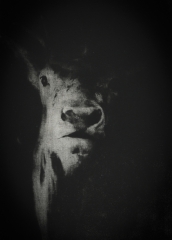 Biancuzzi - photogravure