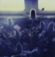 Biancuzzi - L'instant P - Polaroid