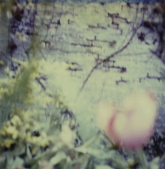 Biancuzzi - L'instant P - Polaroid