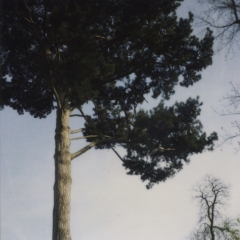 Biancuzzi - L'instant P - Polaroid