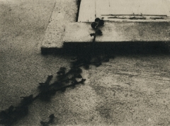 Biancuzzi - Arcane sans nom - cyanotype viré