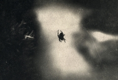Biancuzzi - Arcane sans nom - cyanotype viré